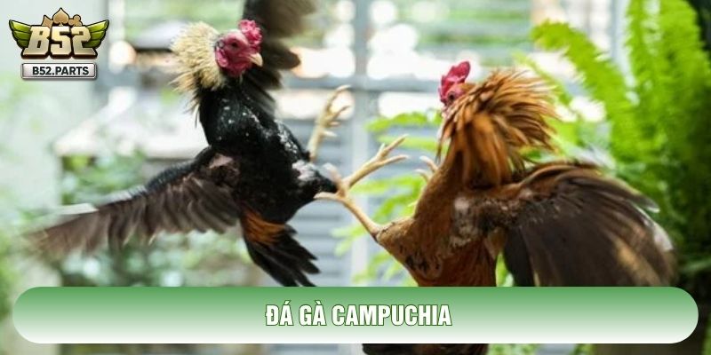 Đá Gà Campuchia: Khám Phá Thánh Địa Chiến Kê Đỉnh Cao