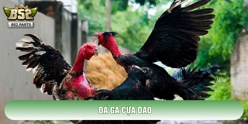 Đá Gà Cựa Dao: Phân Tích Nghệ Thuật Chiến Đấu Tử Thần