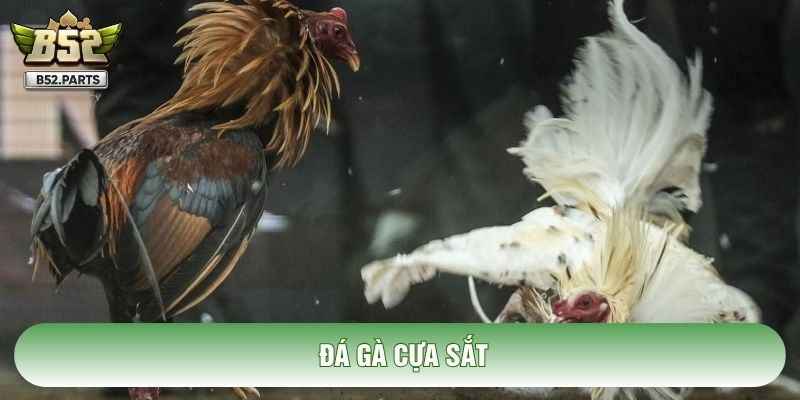 Đá Gà Cựa Sắt: Nghệ Thuật Băng Cựa Cùng Chiến Thuật