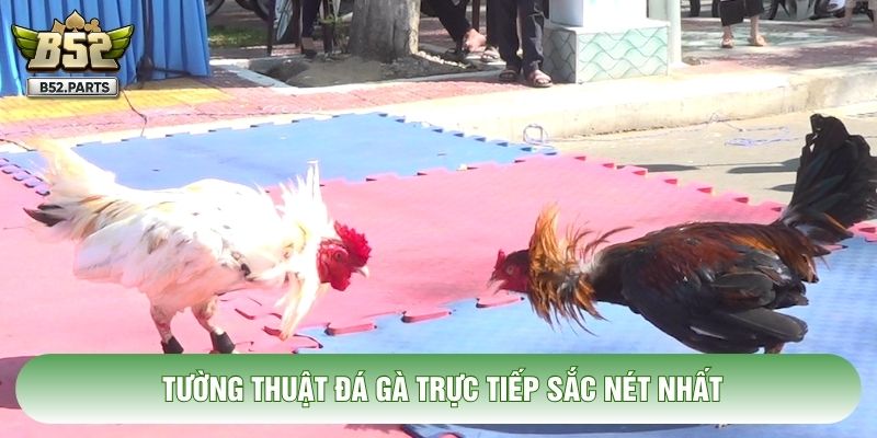 Tường thuật đá gà trực tiếp sắc nét nhất