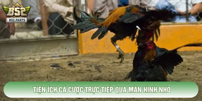Tiện ích cá cược trực tiếp qua màn hình nhỏ