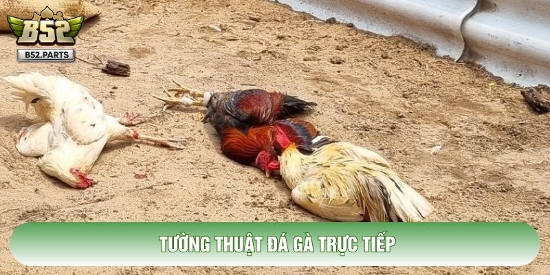 Tường Thuật Đá Gà Trực Tiếp: Giải Mã Sức Hút Công Nghệ